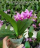 Phal. Yaphon Apairof Moustaches '644' 2.5" УЦЕНКА (мех. повр. лист.)