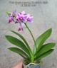 Phal. Yaphon Apairof Moustaches '644' 2.5" УЦЕНКА (мех. повр. лист.)