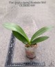 Phal. Yaphon Apairof Moustaches '644' 2.5" УЦЕНКА (мех. повр. лист.)