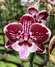 Phal. Miki Lord 2.5"