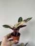 Stromanthe sanguinea Triostar (Ø 7 см)