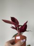 Stromanthe sanguinea Triostar (Ø 7 см)