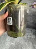 Sogo Vivien (variegata) (2 цветоноса; Ø 12 см)
