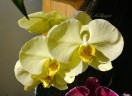 Phal. Golden Apollon 2.5'' УЦЕНКА (Нет нижних листиков)