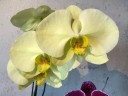 Phal. Golden Apollon 2.5'' УЦЕНКА (Нет нижних листиков)