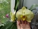 Phal. Golden Apollon 2.5'' УЦЕНКА (Нет нижних листиков)