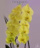 Phal. Golden Apollon 2.5'' УЦЕНКА (Нет нижних листиков)