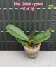 Phal. Golden Apollon 2.5'' УЦЕНКА (Нет нижних листиков)