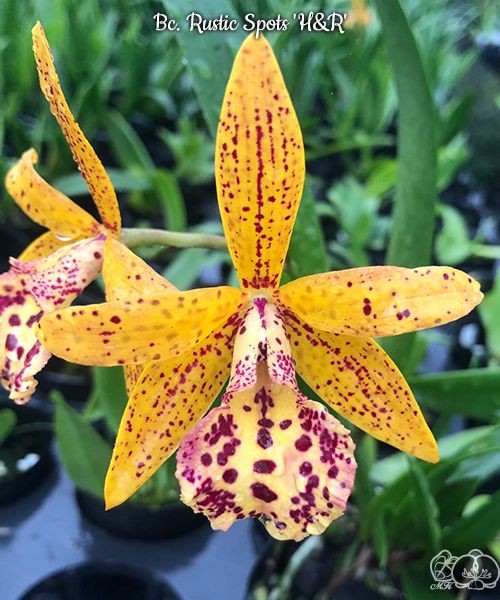 Bc. Rustic Spots 'H&R' 2.5''