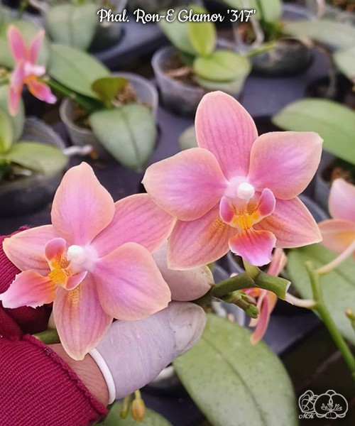 Phal. Ron-E Glamor '317' 2.5"