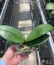Phal. Ron-E Glamor '317' 2.5"