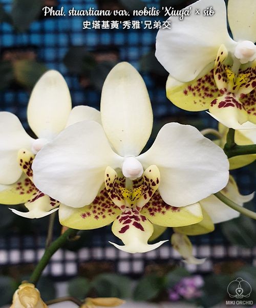 Phal. stuartiana var. nobilis 'Xiuya' × sib 1.7''