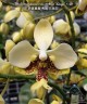 Phal. stuartiana var. nobilis 'Xiuya' × sib 1.7''