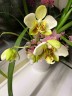 Phal. stuartiana var. nobilis 'Xiuya' × sib 1.7''