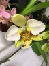 Phal. stuartiana var. nobilis 'Xiuya' × sib 1.7''