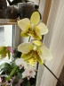 Phal. stuartiana var. nobilis 'Xiuya' × sib 1.7''