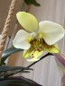 Phal. stuartiana var. nobilis 'Xiuya' × sib 1.7''
