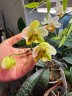 Phal. stuartiana var. nobilis 'Xiuya' × sib 1.7''