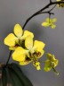 Phal. stuartiana var. nobilis 'Xiuya' × sib 1.7''