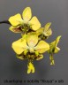 Phal. stuartiana var. nobilis 'Xiuya' × sib 1.7''