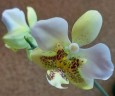 Phal. stuartiana var. nobilis 'Xiuya' × sib 1.7''