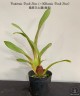 Bratonia Dark Star (=Miltassia Dark Star) 2.5"