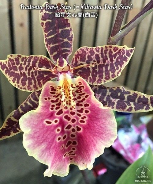 Bratonia Dark Star (=Miltassia Dark Star) 2.5"