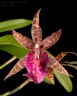 Bratonia Dark Star (=Miltassia Dark Star) 2.5"