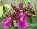Bratonia Dark Star (=Miltassia Dark Star) 2.5"