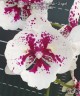 Phal. Miki Dancer '63' (peloric - 2 eyes) 2.5'' УЦЕНКА (мех.пов.лист.)