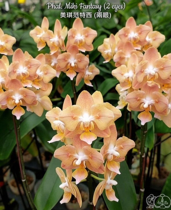 Phal. Miki Fantasy (2 eyes) 2.5'' УЦЕНКА (мех. повр. лист.)