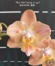 Phal. Miki Fantasy (2 eyes) 2.5'' УЦЕНКА (мех. повр. лист.)