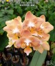 Phal. Miki Fantasy (2 eyes) 2.5'' УЦЕНКА (мех. повр. лист.)