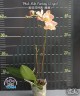 Phal. Miki Fantasy (2 eyes) 2.5'' УЦЕНКА (мех. повр. лист.)