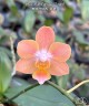 Phal. Miki Fantasy (2 eyes) 2.5'' УЦЕНКА (мех. повр. лист.)