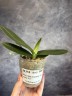 Phal. Miki Fantasy (2 eyes) 2.5'' УЦЕНКА (мех. повр. лист.)