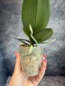 Phal. Miki Fantasy (2 eyes) 2.5'' УЦЕНКА (мех. повр. лист.)