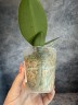 Phal. Miki Fantasy (2 eyes) 2.5'' УЦЕНКА (мех. повр. лист.)