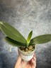 Phal. Miki Fantasy (2 eyes) 2.5'' УЦЕНКА (мех. повр. лист.)