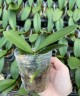 Phal. Miki Fantasy (2 eyes) 2.5'' УЦЕНКА (мех. повр. лист.)