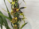 Brassia 'Mystic Maze' СУПЕР АРОМА (1 цветонос; Ø 12 см)