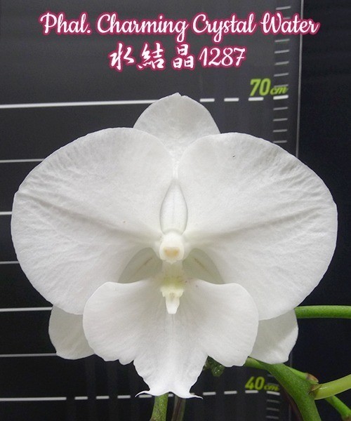 Phal. Charming Crystal Water 2.5''