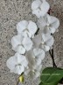 Phal. Charming Crystal Water 2.5''