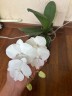 Phal. Charming Crystal Water 2.5''