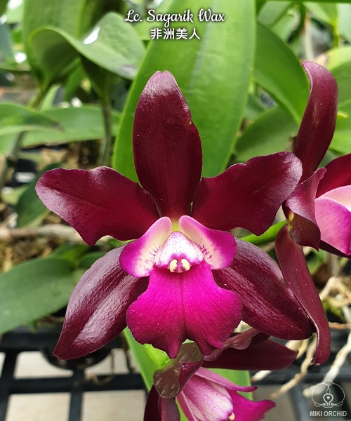 Lc. Sagarik Wax 2.5''