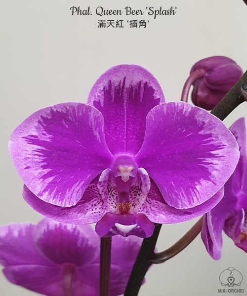 Phal. Queen Beer 'Splash' 2.5''