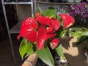 Anthurium andreanum Red (Ø 12 см)