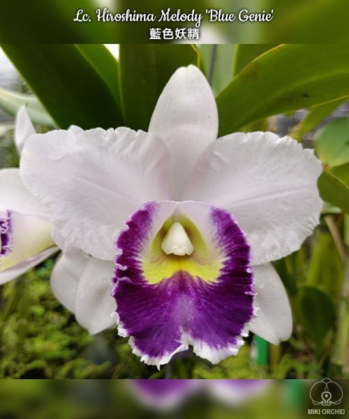 Lc. Hiroshima Melody 'Blue Genie' 2.5''