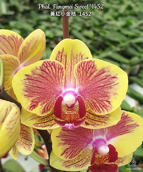 Phal. Fangmei Sweet '1452' 2.5''