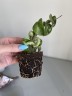 Hoya carnosa (Ø 6,5 см)